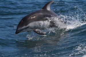 een whitesided dolphin zwemt mee met de boot | Glendale Cove